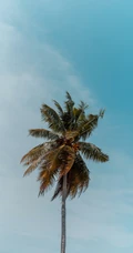 超清好看的海边椰树摄影4K手机壁纸