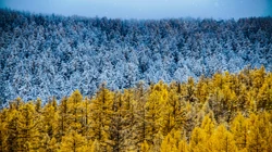 生机勃勃的大山森林风景超清壁纸