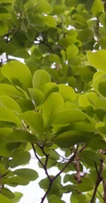 番石榴（芭乐）树木，叶子清新图片