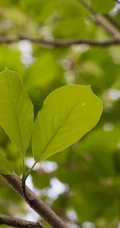 番石榴（芭乐）树木，叶子清新图片