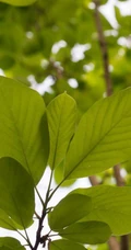 番石榴（芭乐）树木，叶子清新图片