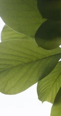 番石榴（芭乐）树木，叶子清新图片