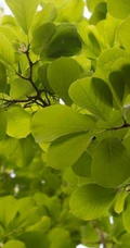 番石榴（芭乐）树木，叶子清新图片