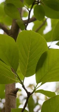 番石榴（芭乐）树木，叶子清新图片