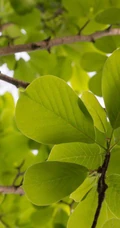 番石榴（芭乐）树木，叶子清新图片