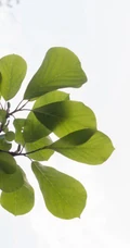 番石榴（芭乐）树木，叶子清新图片
