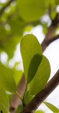 番石榴（芭乐）树木，叶子清新图片