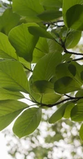 番石榴（芭乐）树木，叶子清新图片