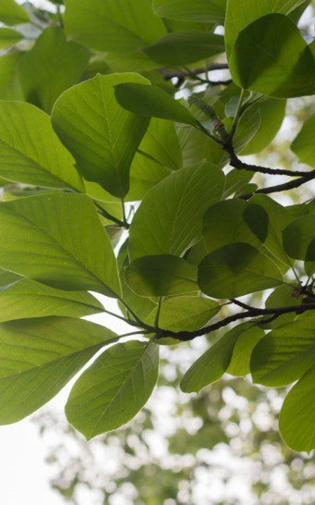 番石榴（芭乐）树木，叶子清新图片