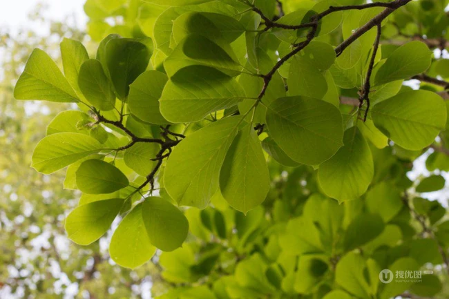 番石榴（芭乐）树木，叶子清新图片