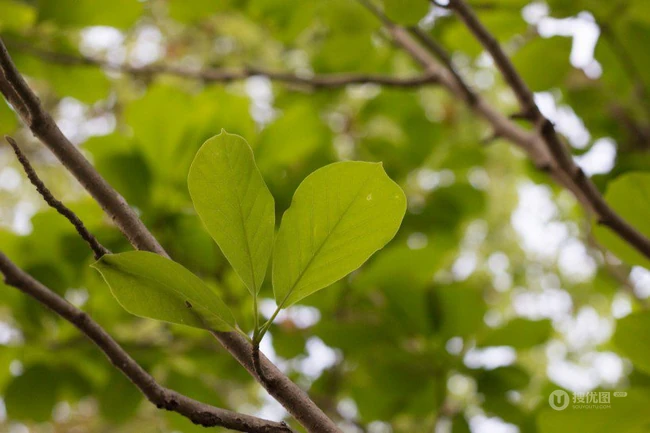 番石榴（芭乐）树木，叶子清新图片