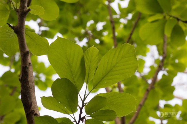 番石榴（芭乐）树木，叶子清新图片