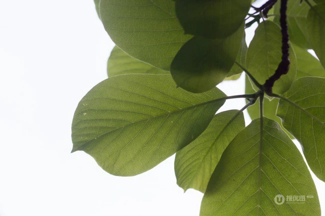 番石榴（芭乐）树木，叶子清新图片