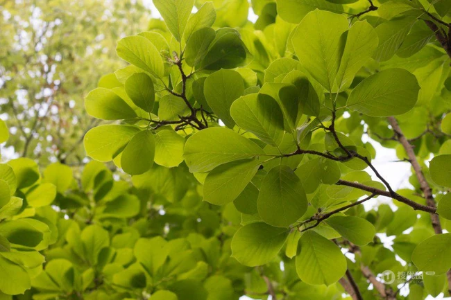 番石榴（芭乐）树木，叶子清新图片