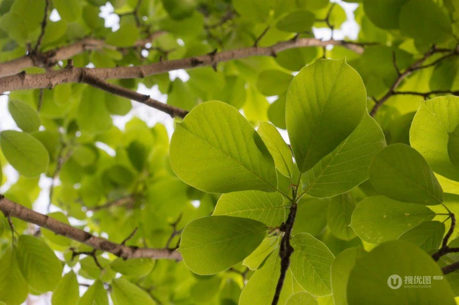 番石榴（芭乐）树木，叶子清新图片