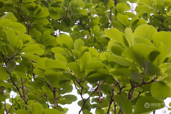 番石榴（芭乐）树木，叶子清新图片