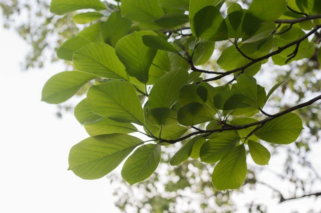 番石榴（芭乐）树木，叶子清新图片