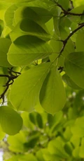 番石榴（芭乐）树木，叶子清新图片