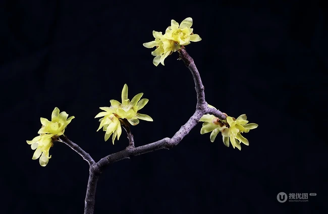 腊梅花，黑色背景前的黄色腊梅花摄影图片