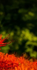 曼珠沙华，让人心醉的红色曼珠沙华（彼岸花）高清图片