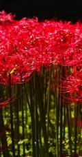 曼珠沙华，让人心醉的红色曼珠沙华（彼岸花）高清图片