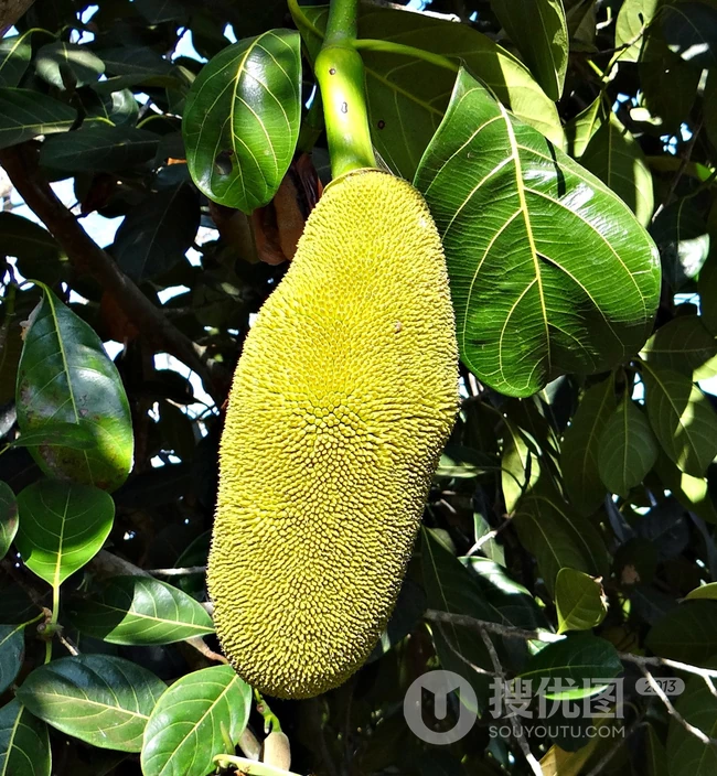 挂在树上大大小小，长势可人的热带水果菠萝蜜图片 第5张