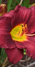 萱草（黄花菜）花朵图片