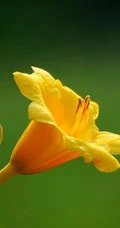 萱草（黄花菜）花朵图片