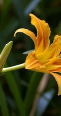 萱草（黄花菜）花朵图片