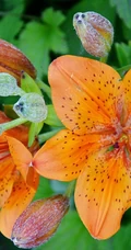 萱草（黄花菜）花朵图片