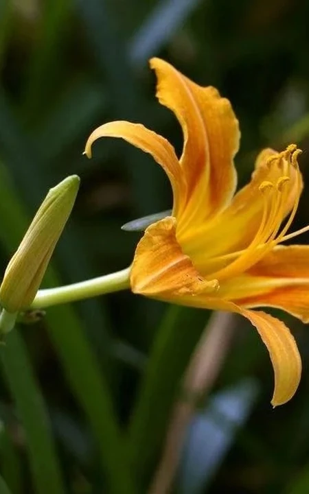 萱草（黄花菜）花朵图片