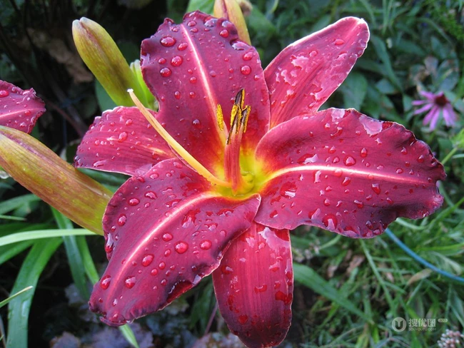 萱草（黄花菜）花朵图片
