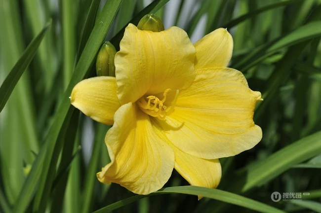 萱草（黄花菜）花朵图片