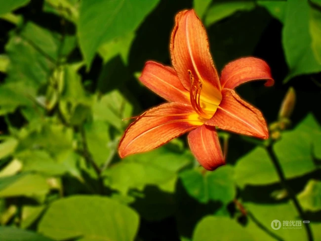 萱草（黄花菜）花朵图片