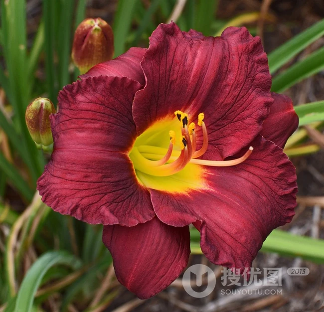 萱草（黄花菜）花朵图片