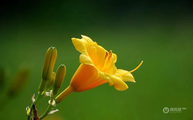萱草（黄花菜）花朵图片