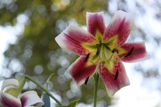 萱草（黄花菜）花朵图片
