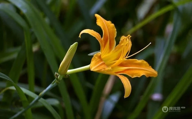 萱草（黄花菜）花朵图片