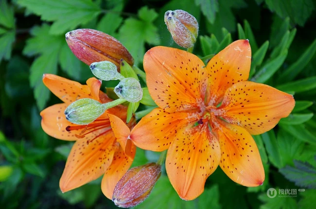 萱草（黄花菜）花朵图片