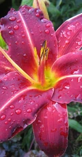 萱草（黄花菜）花朵图片