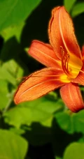 萱草（黄花菜）花朵图片