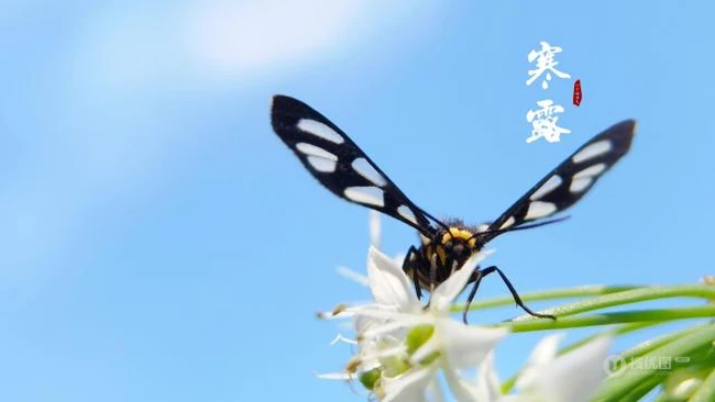 采花的黑蝴蝶意境图片，以花和蝴蝶为背景的寒露节气唯美图片 第6张