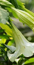 花开白色，花名很多的直立草本植物曼陀罗花高清微距图片