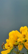 开着黄色花朵的可爱清新豆科决明属植物黄槐图片
