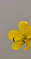 开着黄色花朵的可爱清新豆科决明属植物黄槐图片