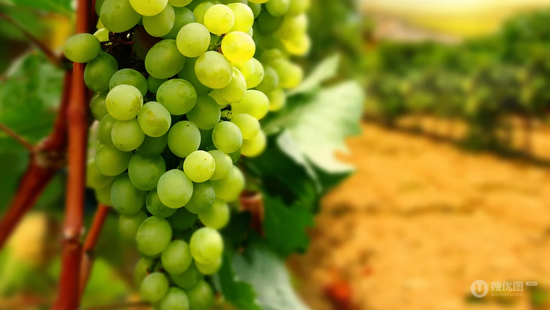 葡萄酒精品原料绿葡萄的唯美摄影高清电脑壁纸