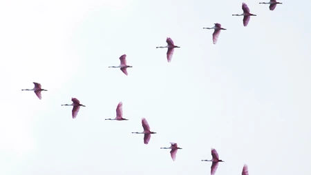 成人字队形飞行的大雁