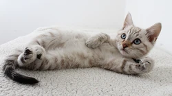 懒洋洋的宠物萌猫桌面壁纸合集推荐