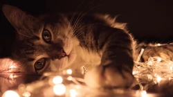 懒洋洋的宠物萌猫桌面壁纸合集推荐
