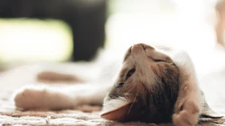 懒洋洋的宠物萌猫桌面壁纸合集推荐